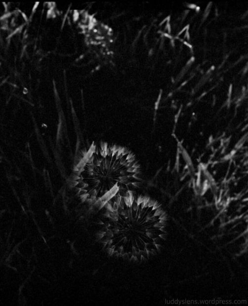 Dandelions Before the Frost (5)